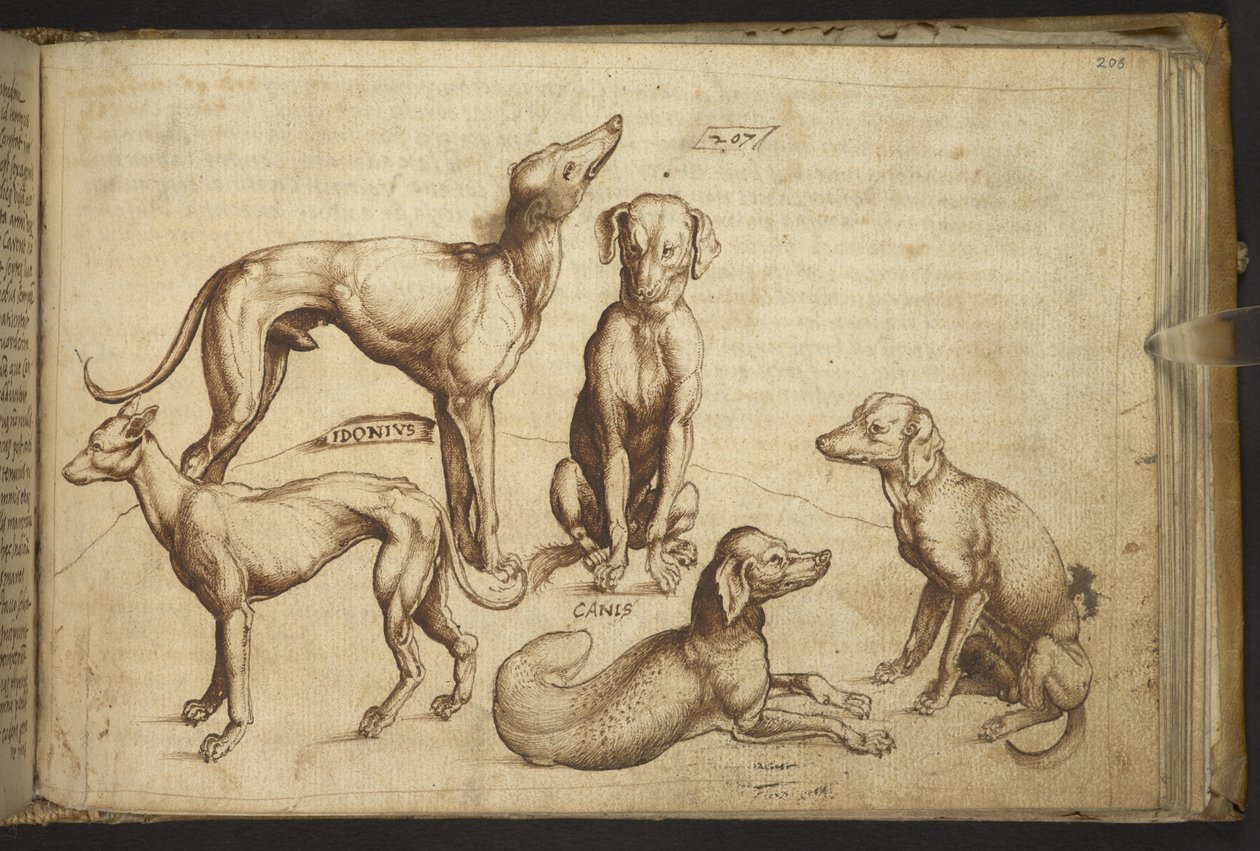 Add. 82955, f.206 Dogs of different breeds (