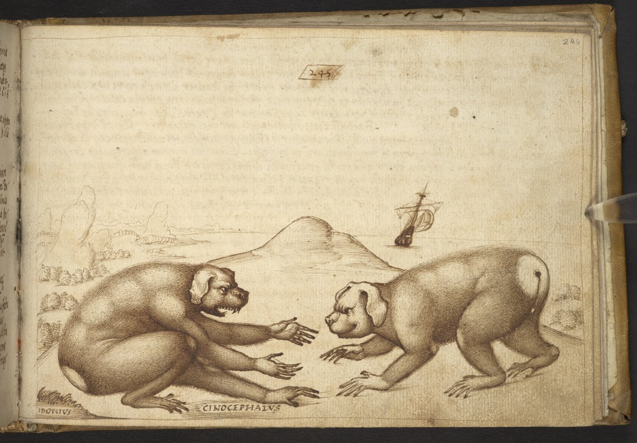Dog-like Creatures Fighting (