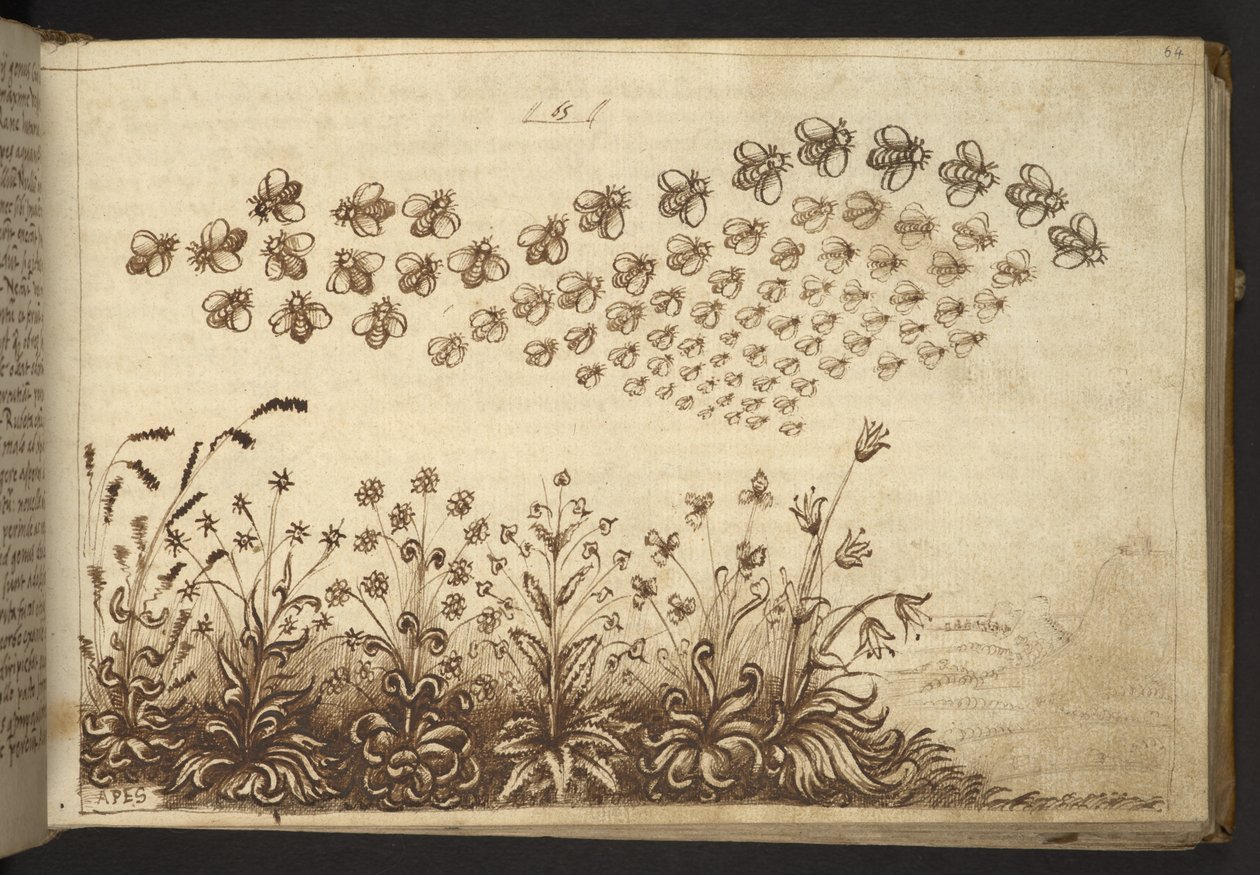 Add. 82955, f.64 Bees (