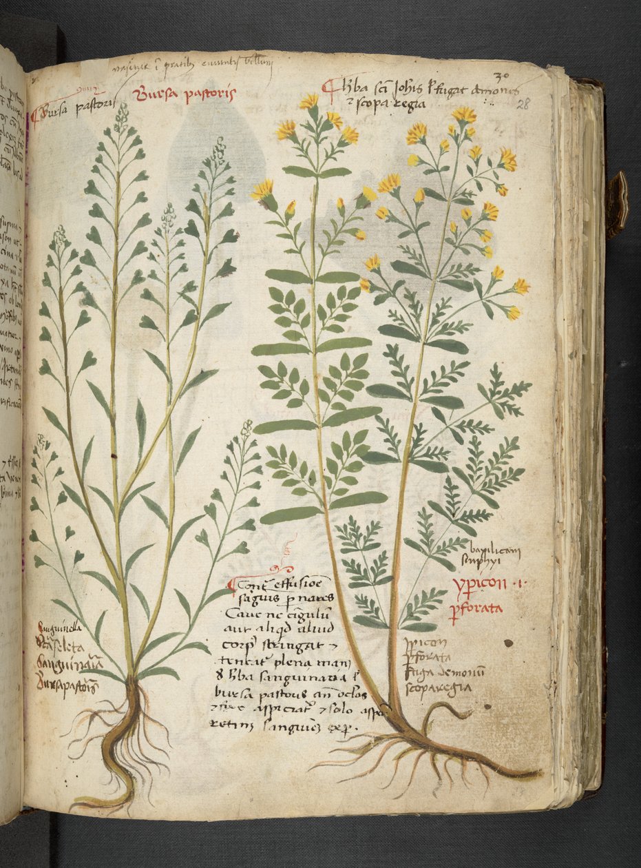 A herbal, Belluno by Italian School