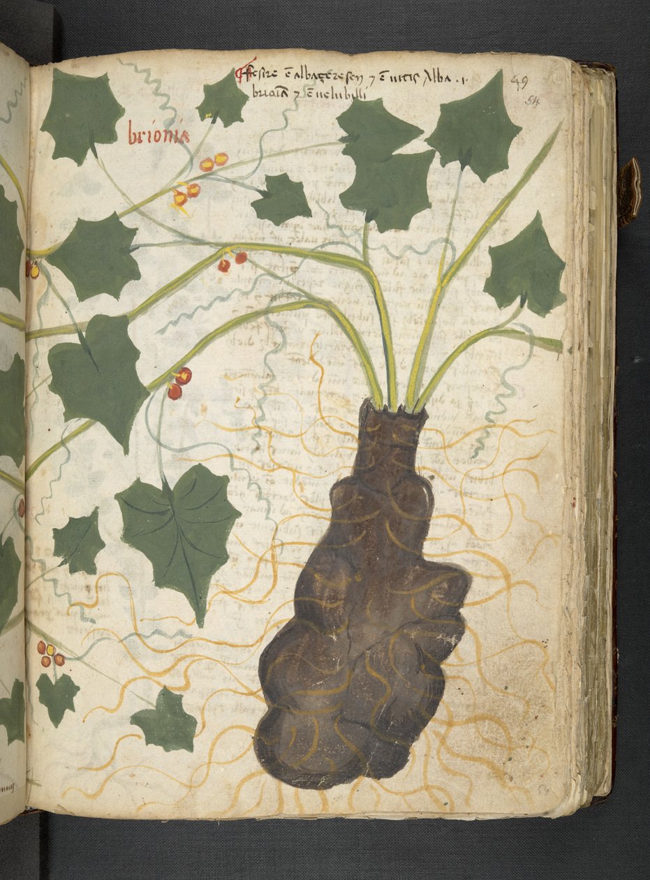 A herbal, Belluno by Italian School