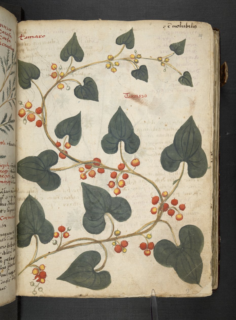 A herbal, Belluno by Italian School