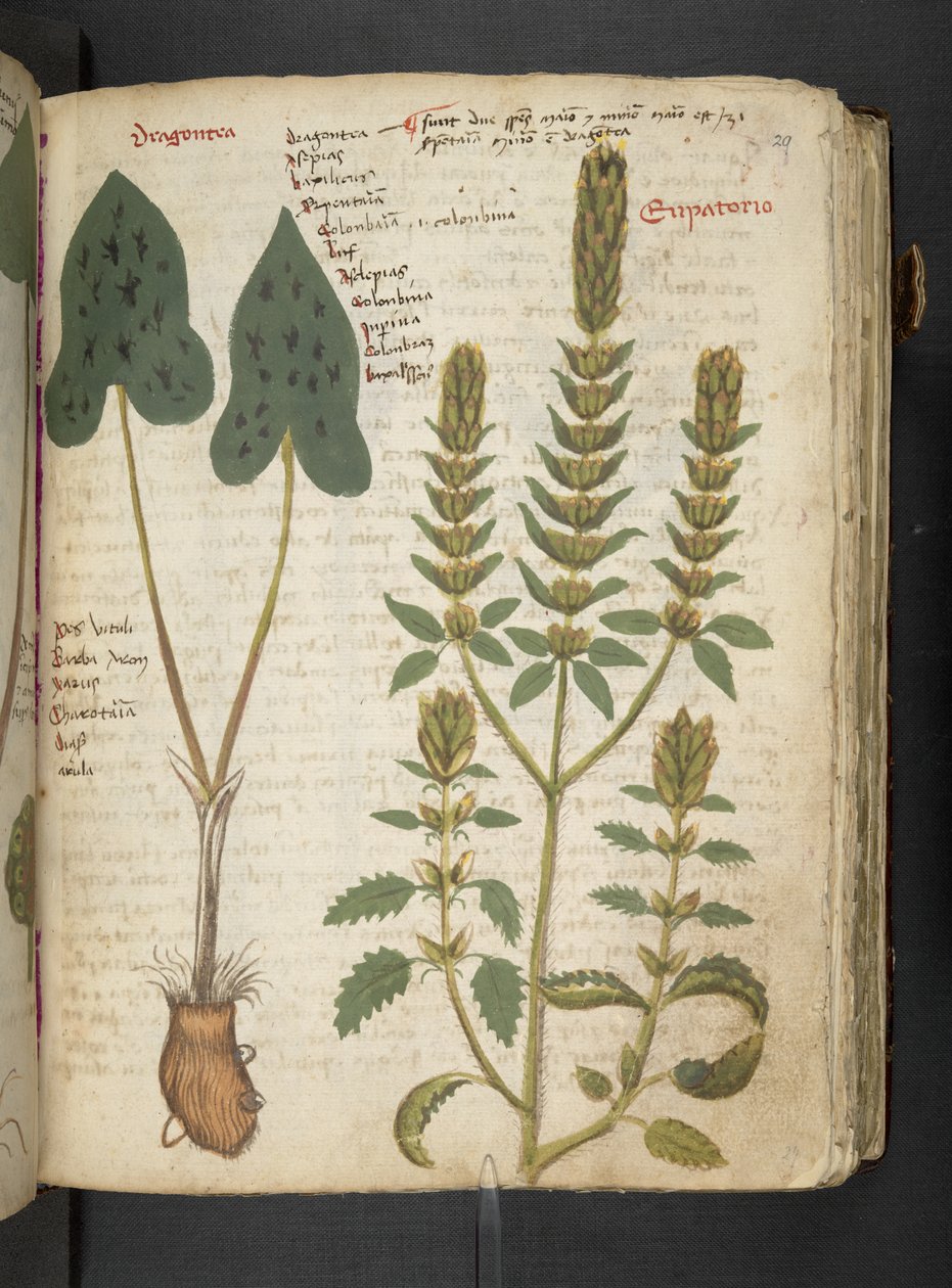 A Herbal, Belluno by Italian School