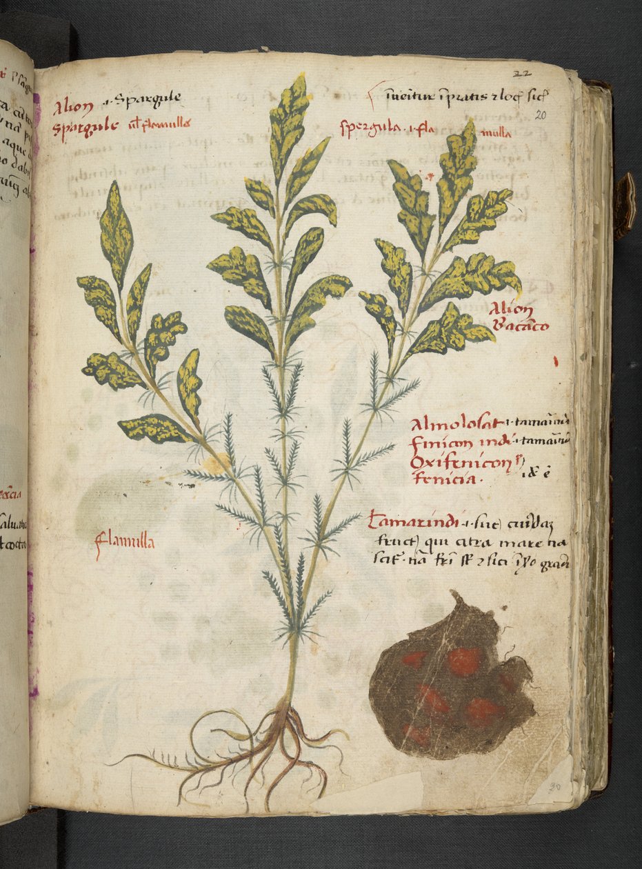 A Herbal, Belluno by Italian School