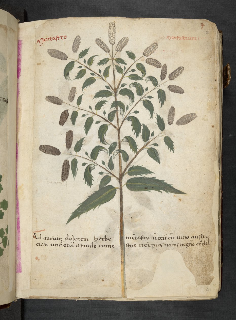 A Herbal, Belluno by Italian School