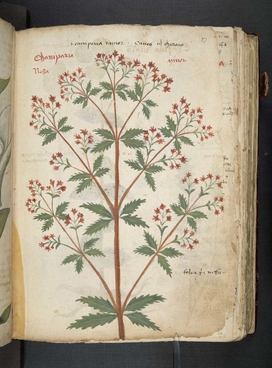A Herbal, Belluno by Italian School