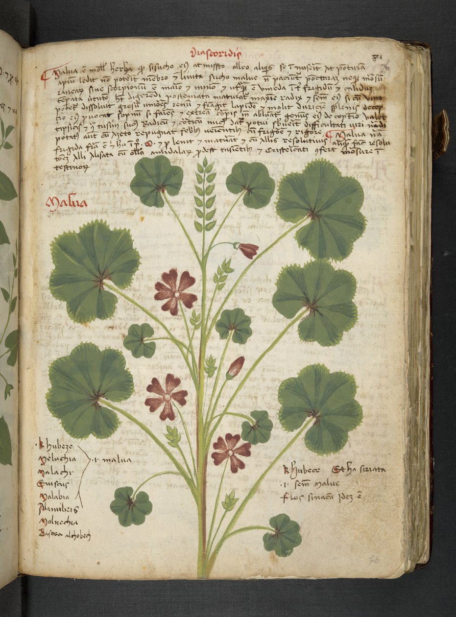 A Herbal, Belluno by Italian School