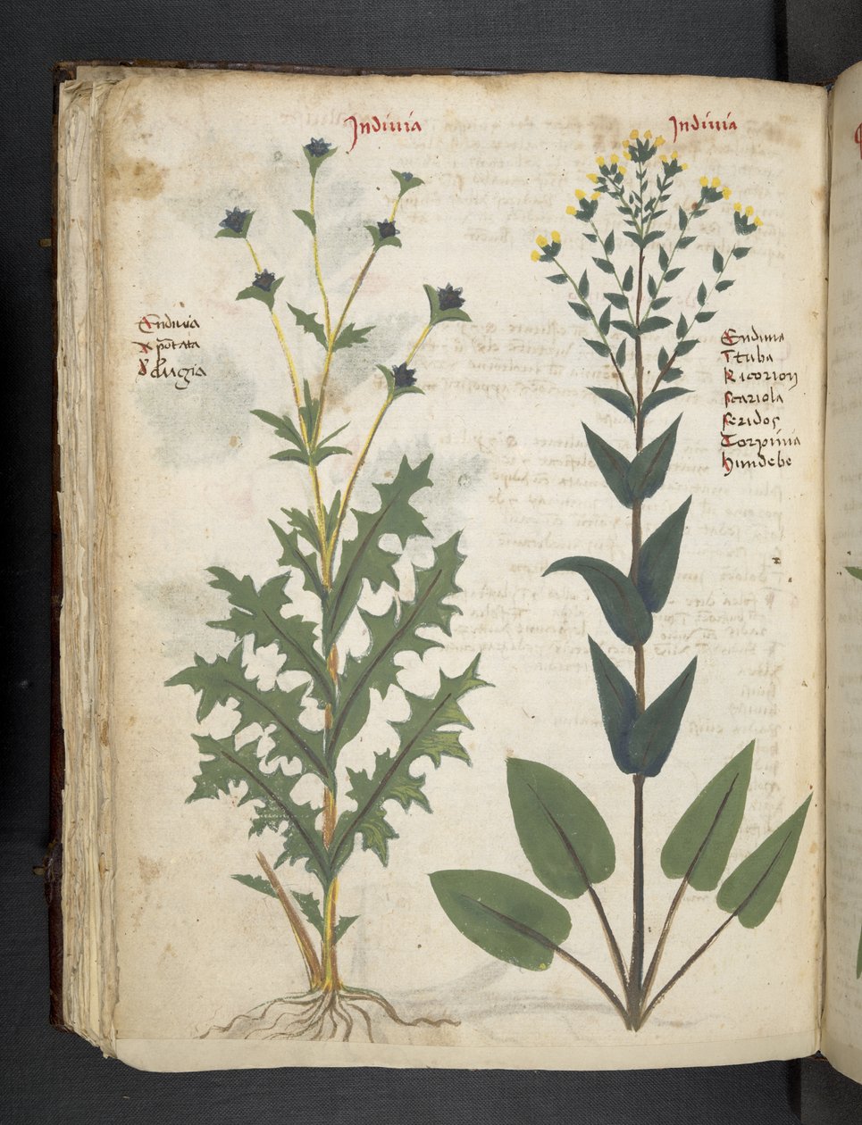A Herbal, Belluno by Italian School