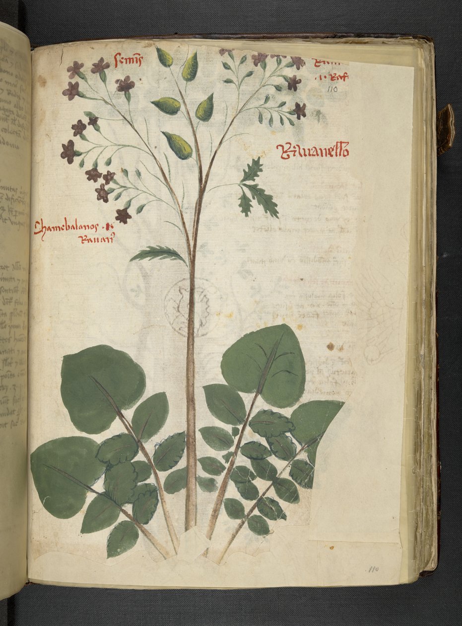 A Herbal, Belluno by Italian School