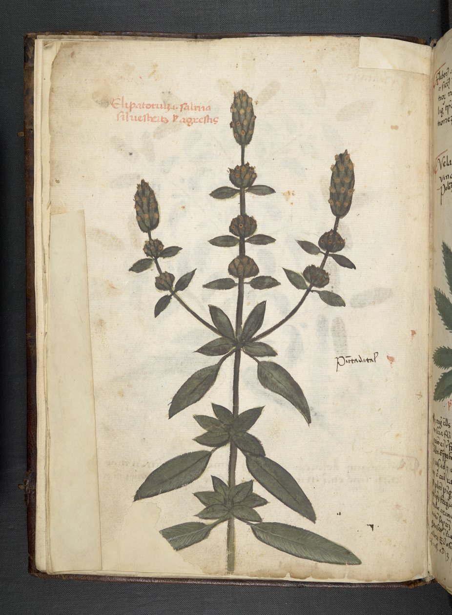 A Herbal, Belluno by Italian School