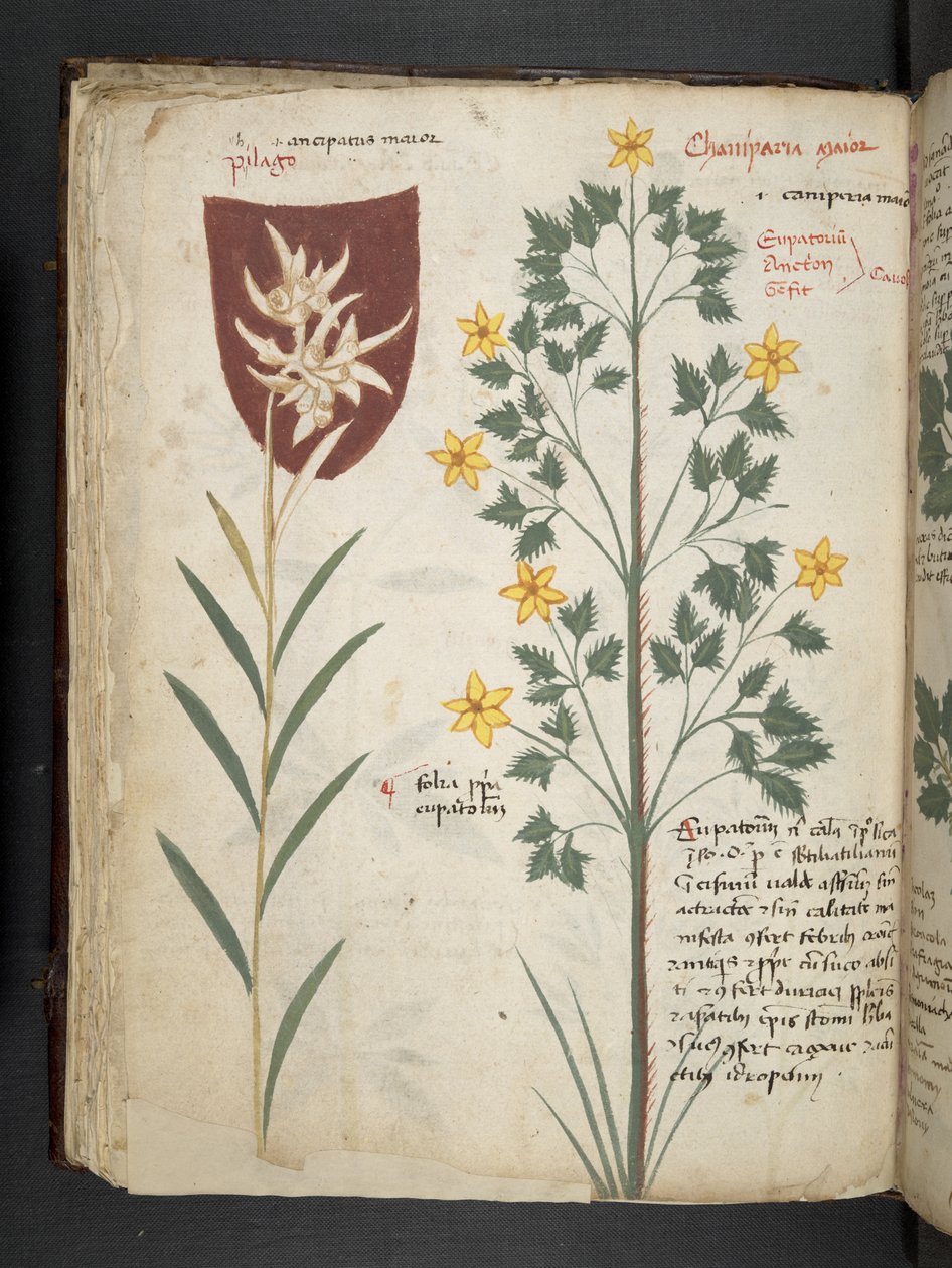 A herbal, Belluno by Italian School