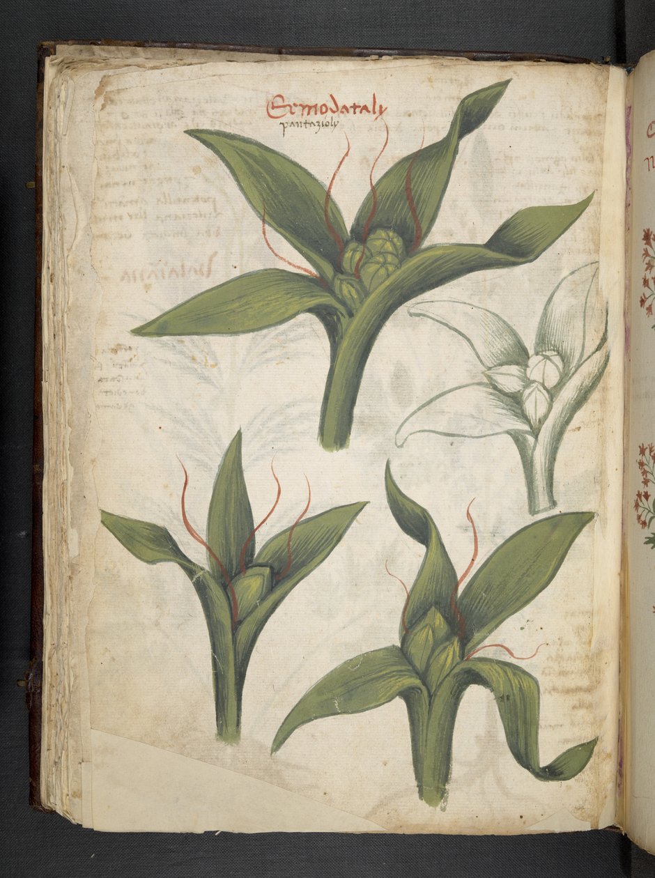 A herbal, Belluno by Italian School