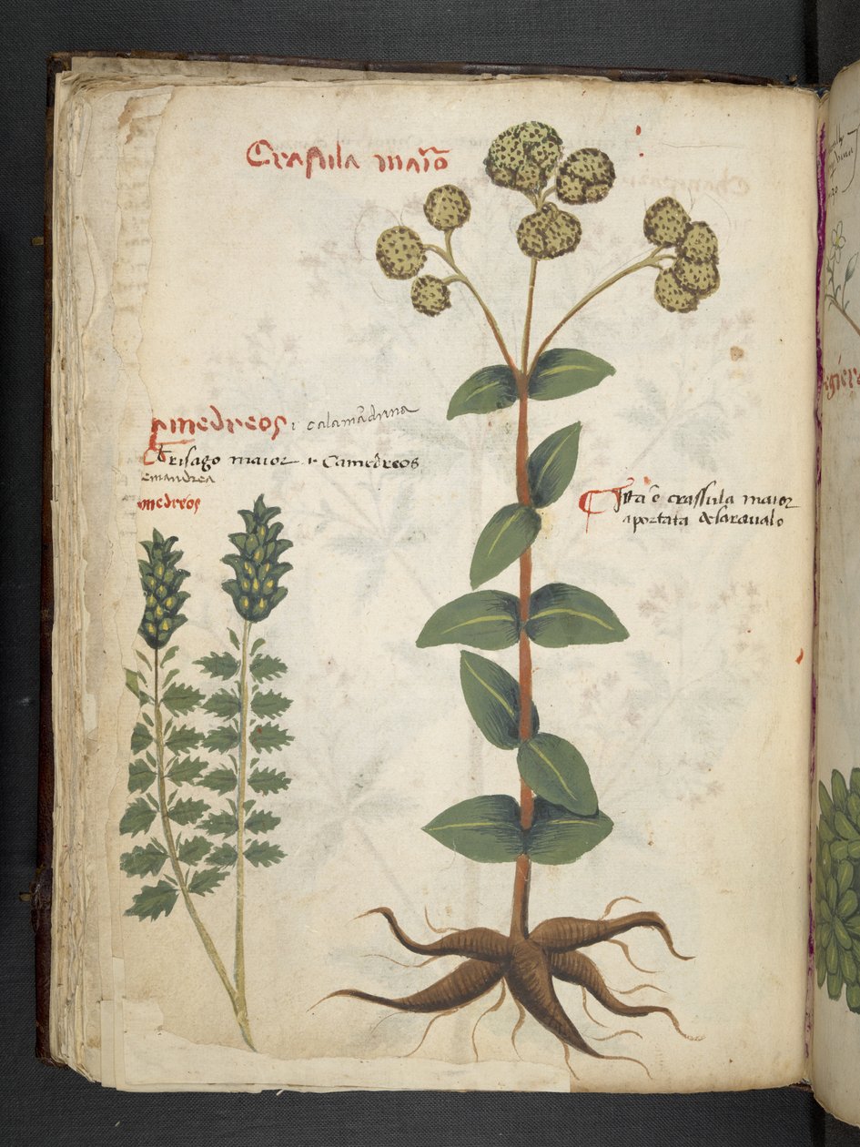 A Herbal, Belluno by Italian School