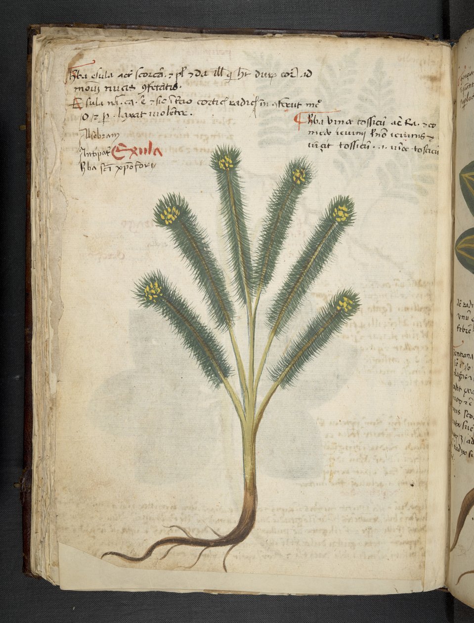 A Herbal, Belluno by Italian School
