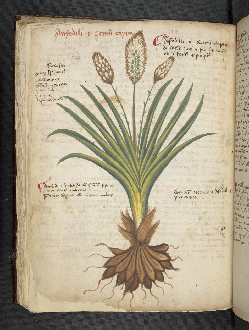 A Herbal, Belluno by Italian School