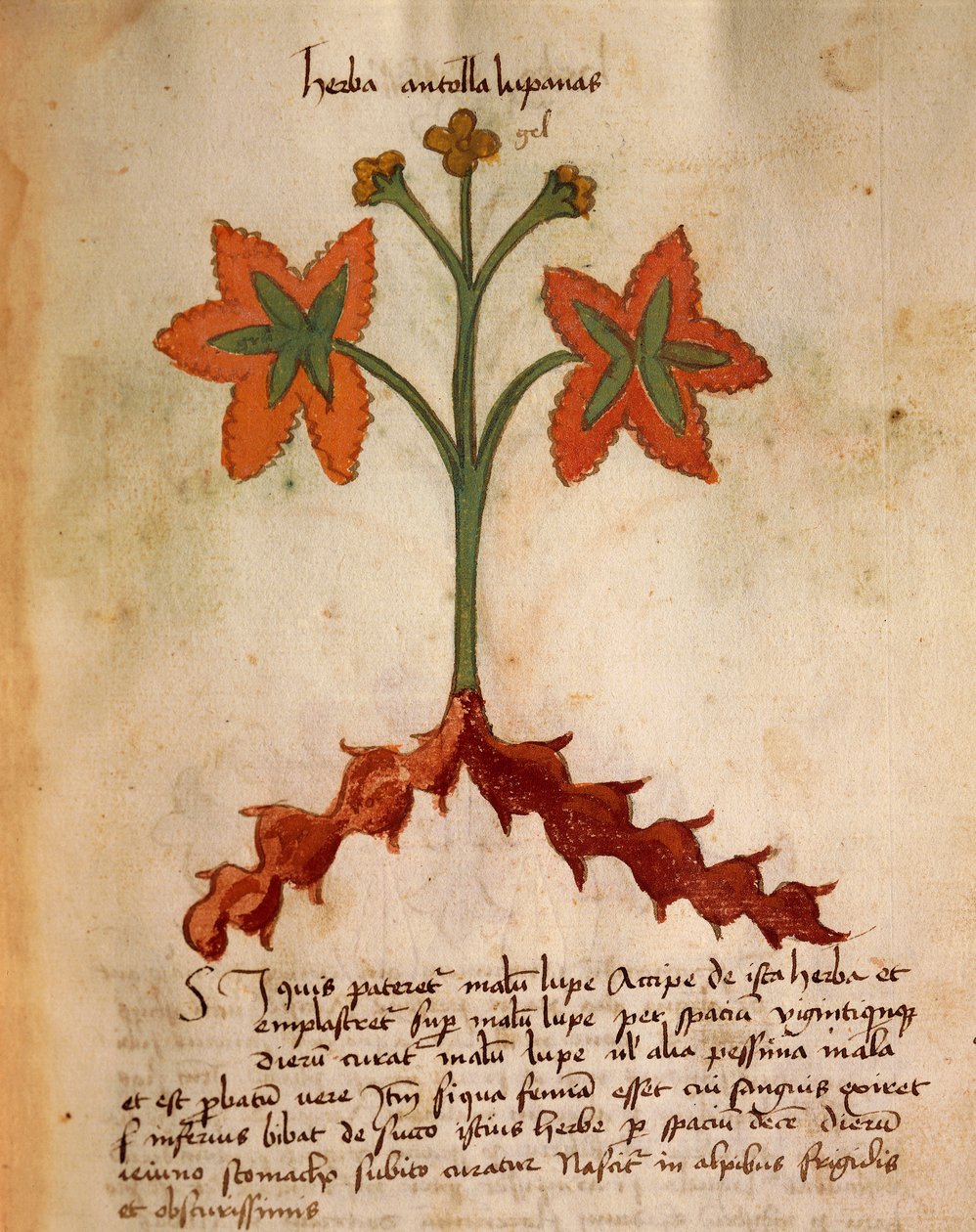 Antollas Lupanas by Italian School