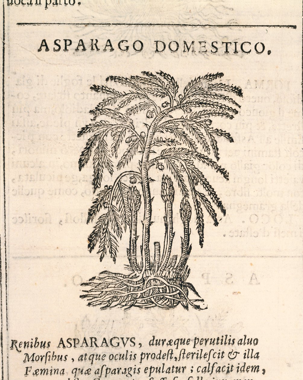 Asparagus, engraving by Castore Durante by Italian School