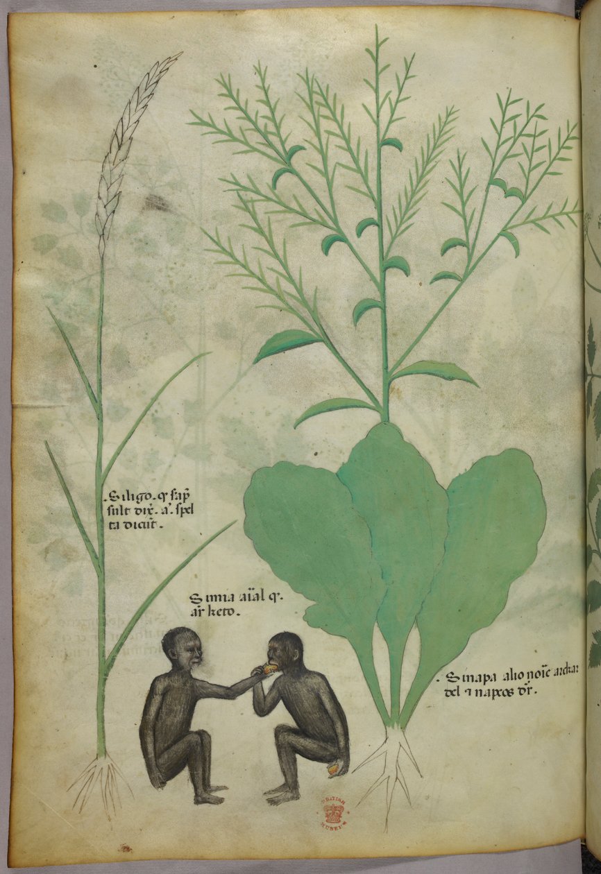 Botanical and animal illustration of a plant and two monkeys, c.1440 by Italian School