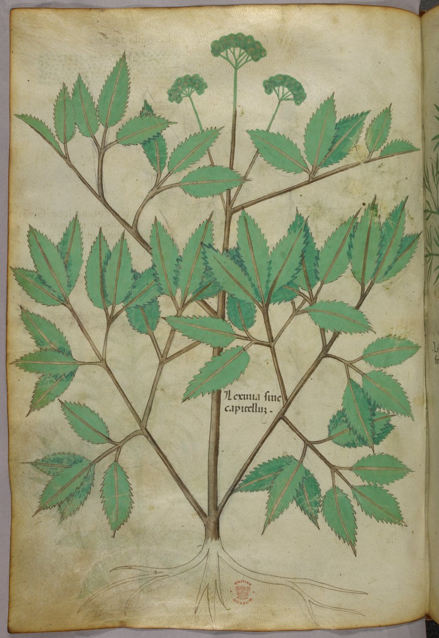 Botanical Illustration, circa 1440 by Italian School