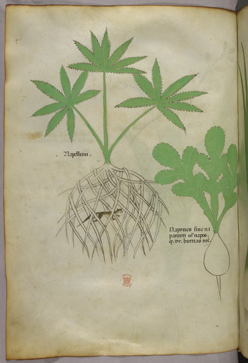 Botanical Illustration, circa 1440 by Italian School