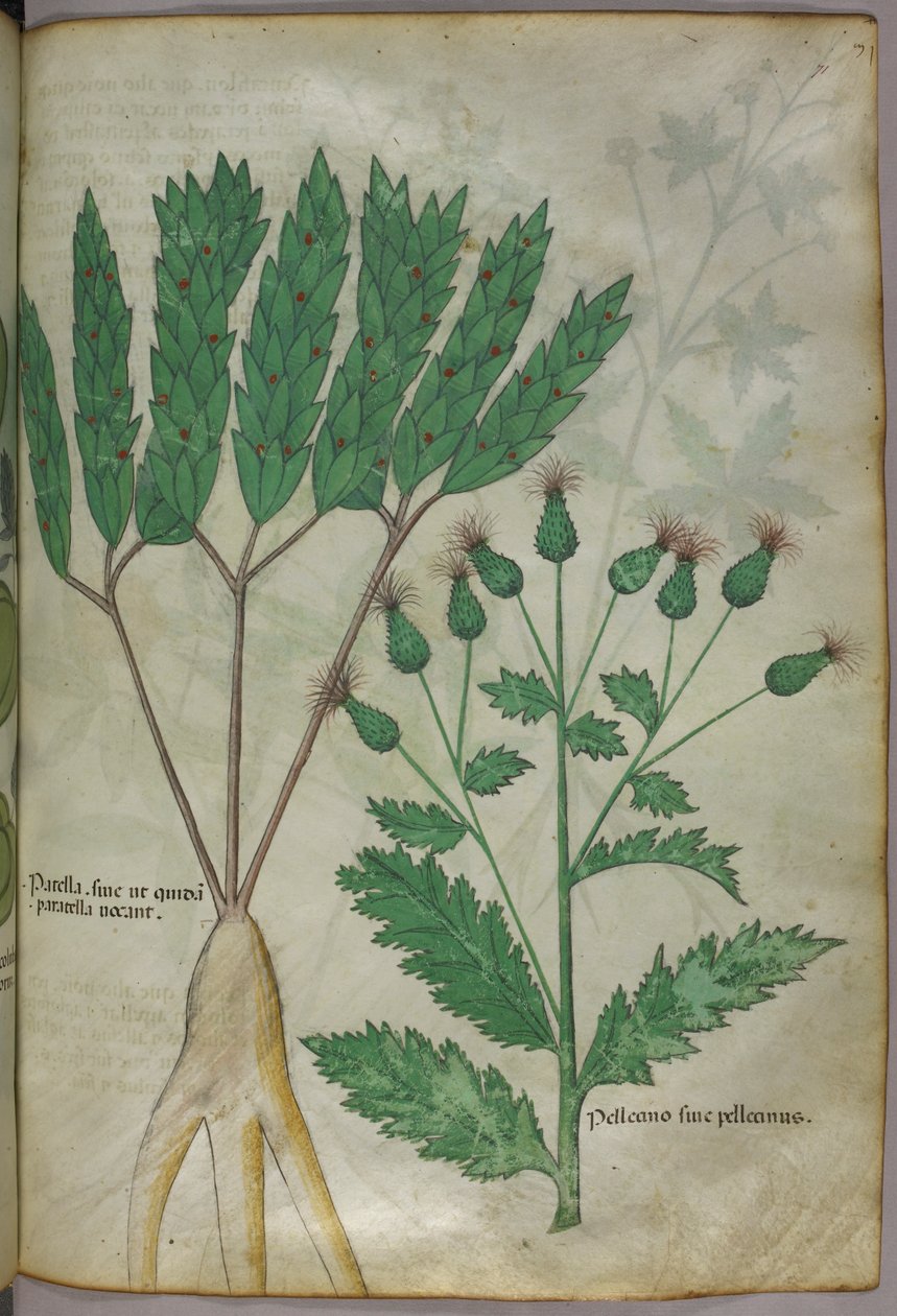 Botanical Illustration, circa 1440 by Italian School