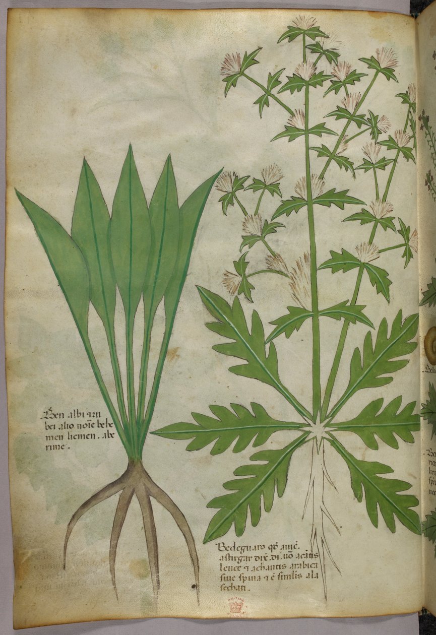 Botanical illustration, c.1440 by Italian School