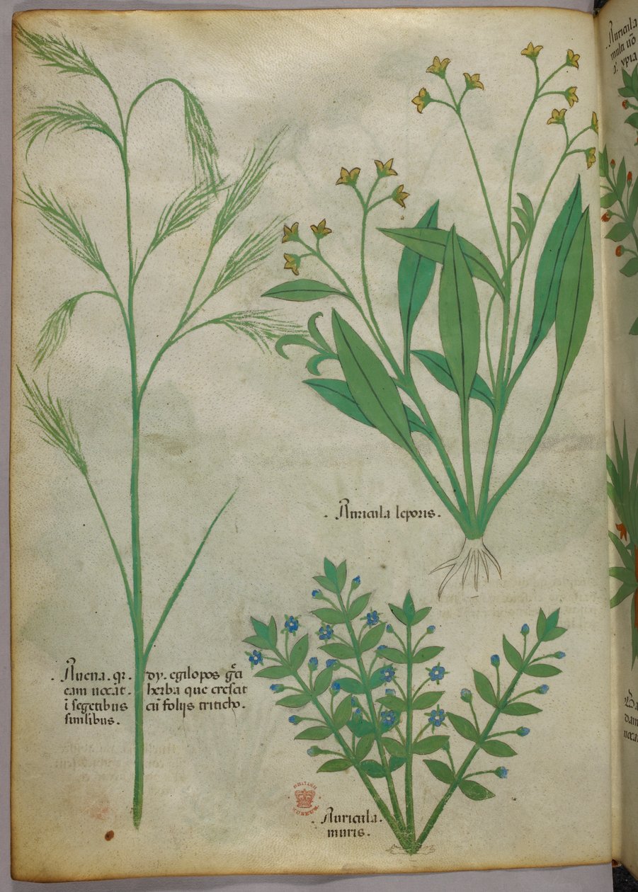 Botanical illustration, c.1440 by Italian School