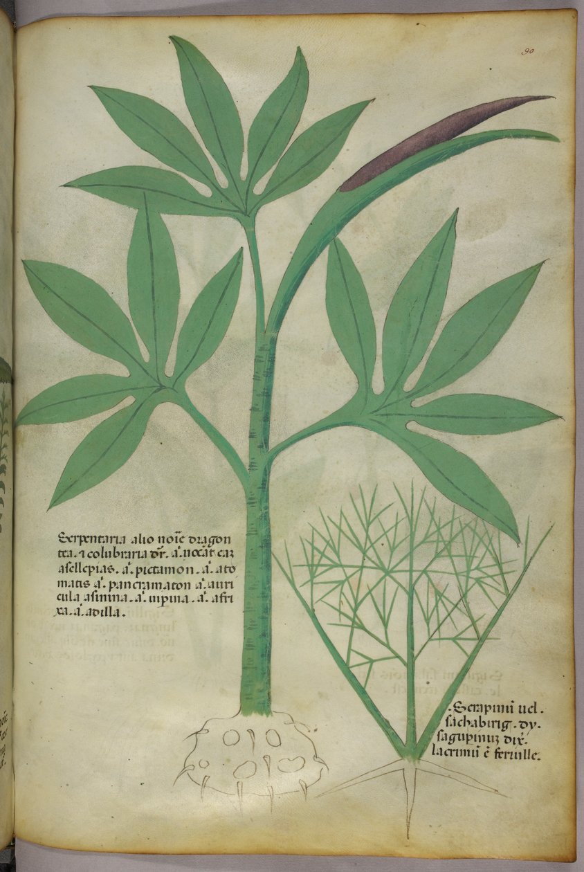Botanical illustration, c.1440 by Italian School