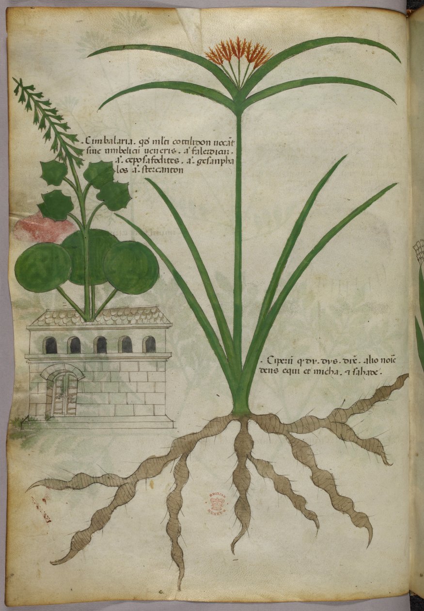 Botanical illustration, c.1440 by Italian School