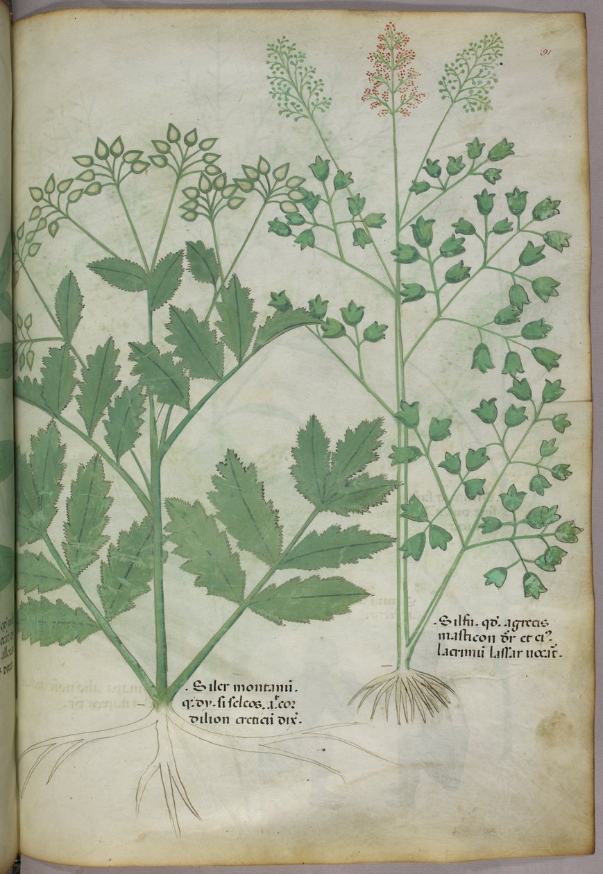 Botanical illustration, c.1440 by Italian School