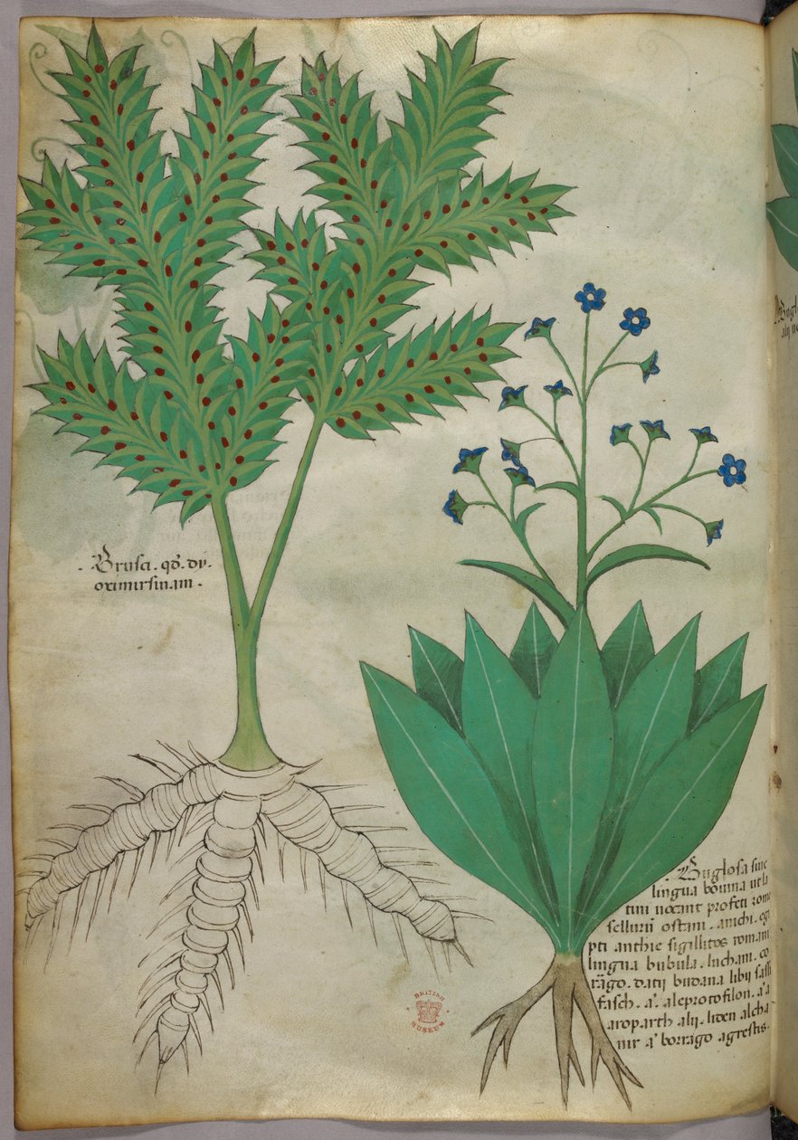 Botanical illustration, c.1440 by Italian School