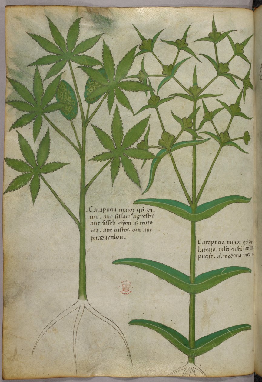 Botanical illustration, c.1440 by Italian School