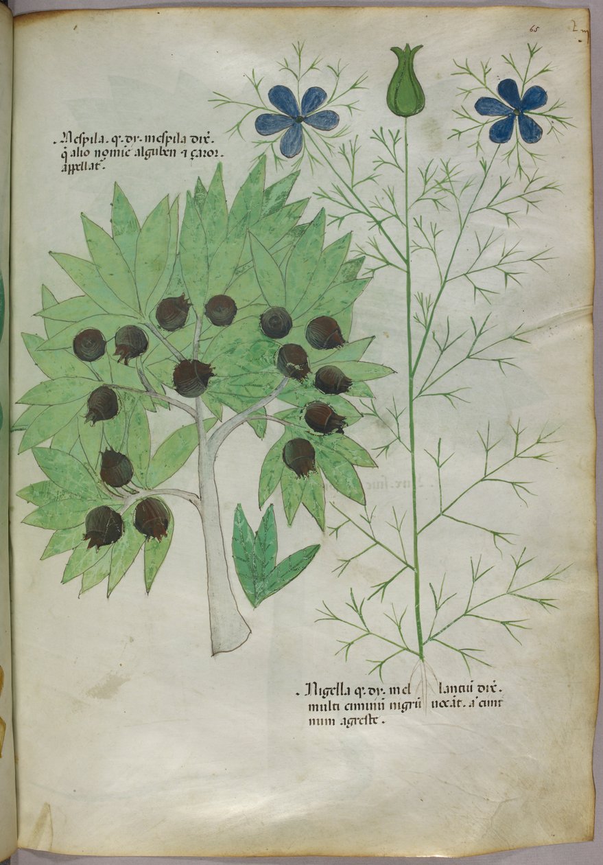 Botanical illustration, c.1440 by Italian School