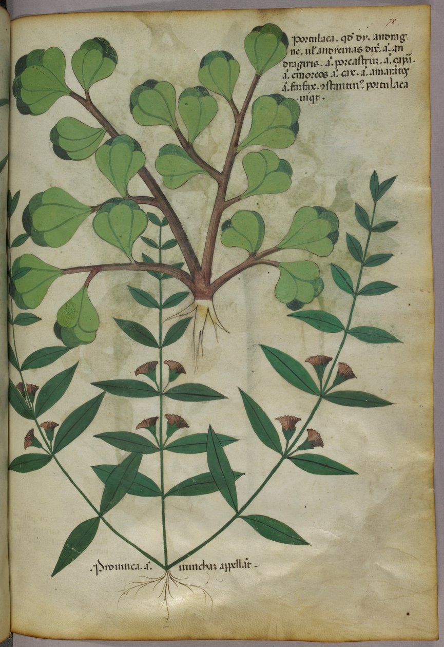Botanical illustration, c.1440 by Italian School