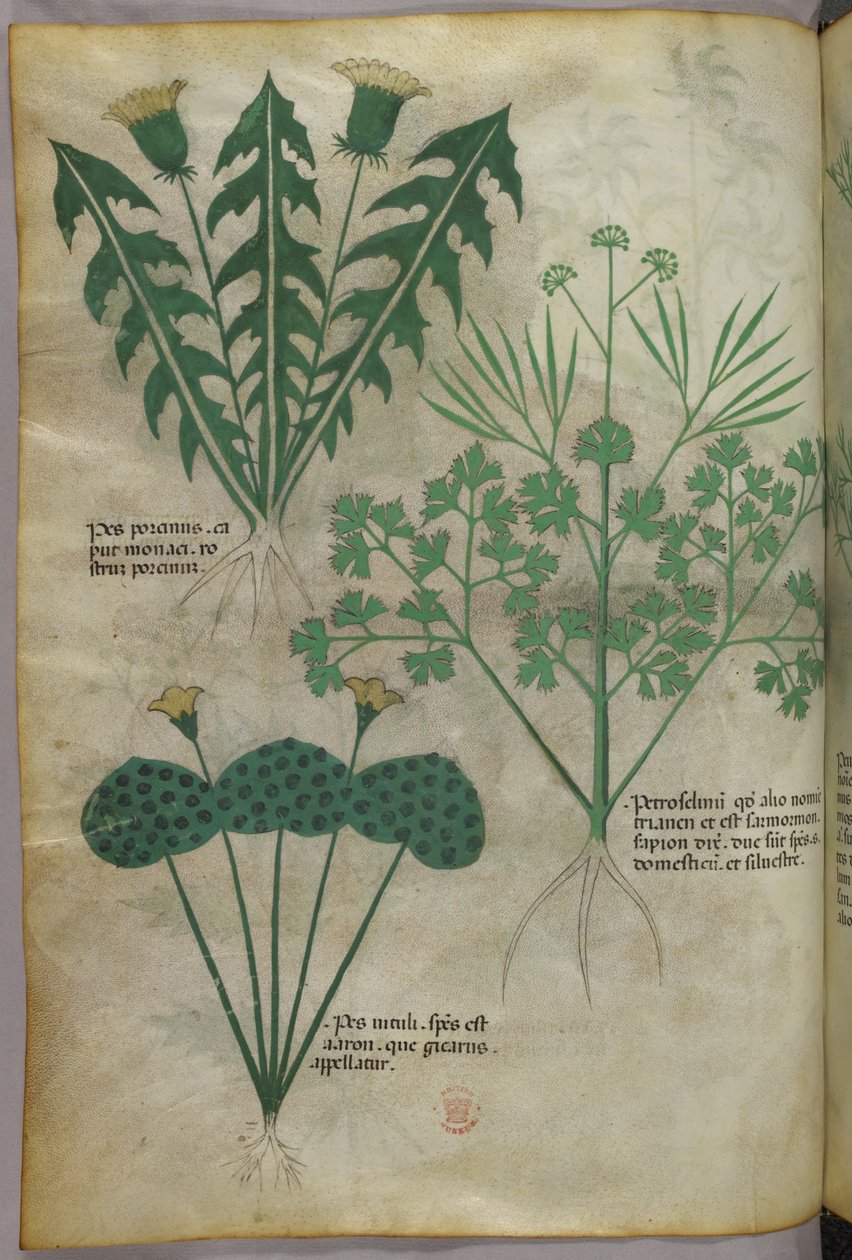 Botanical illustration, c.1440 by Italian School