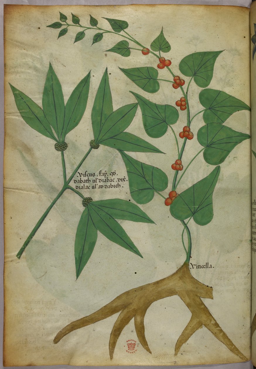 Botanical illustration, c.1440 by Italian School