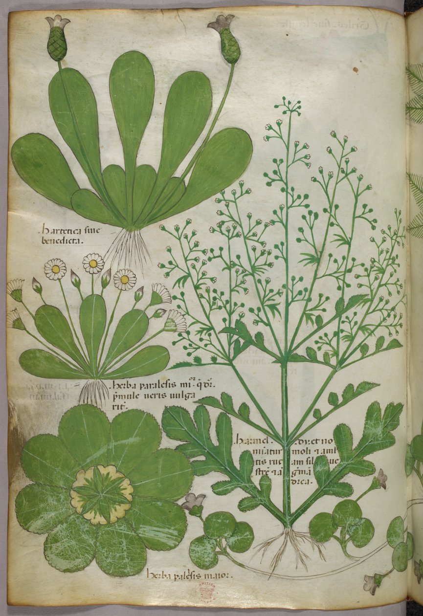 Botanical illustration, c.1440 by Italian School