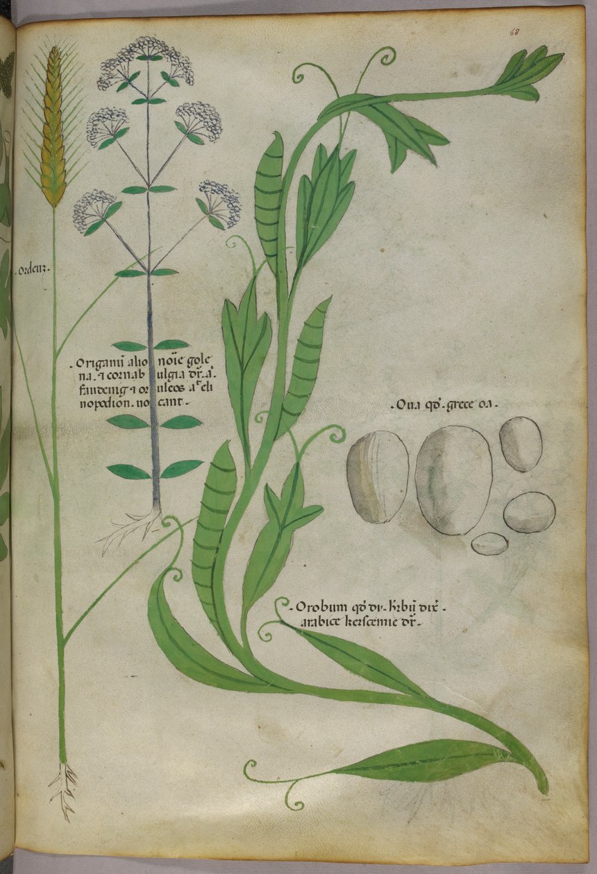 Botanical illustration, c.1440 by Italian School