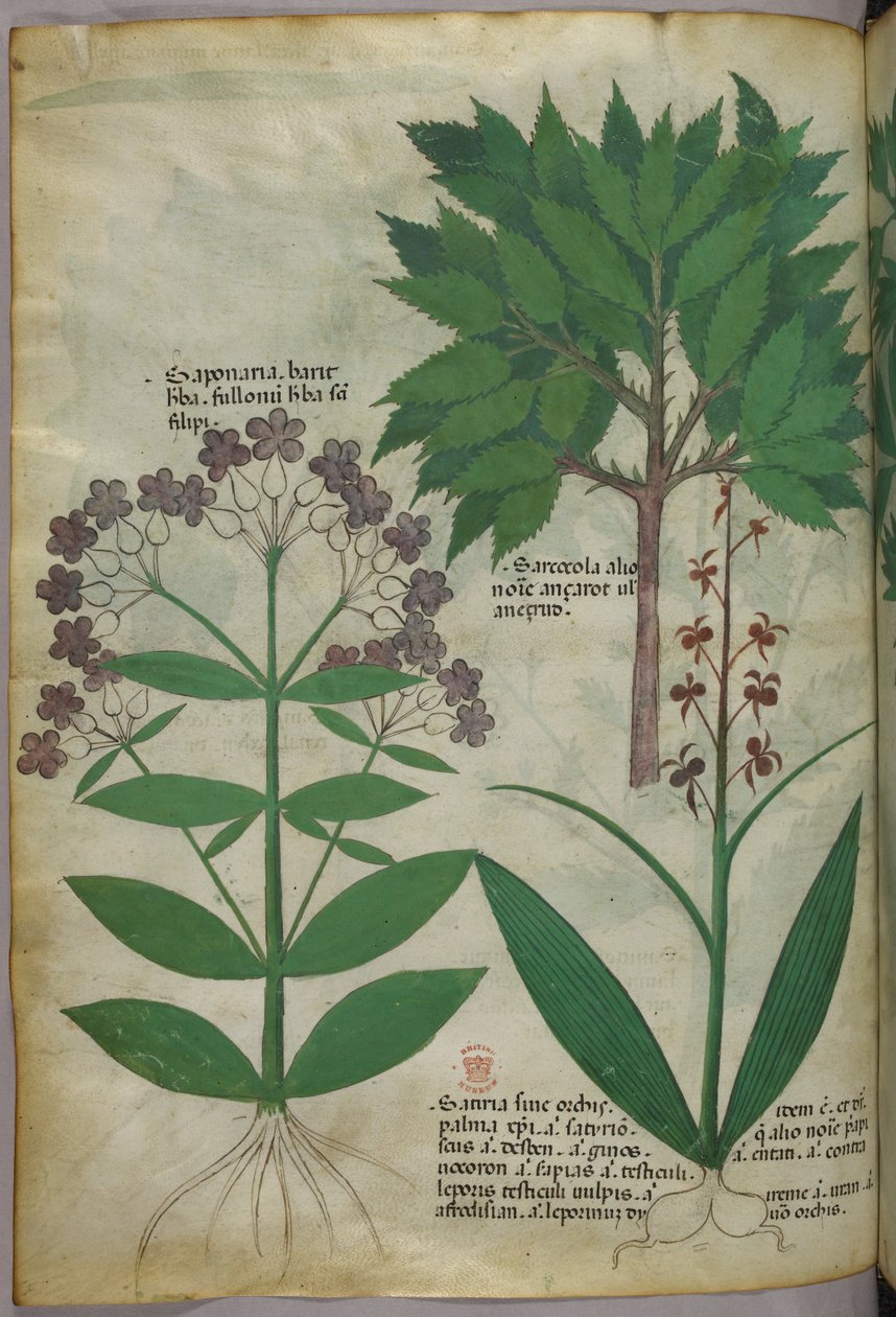 Botanical illustration, c.1440 by Italian School