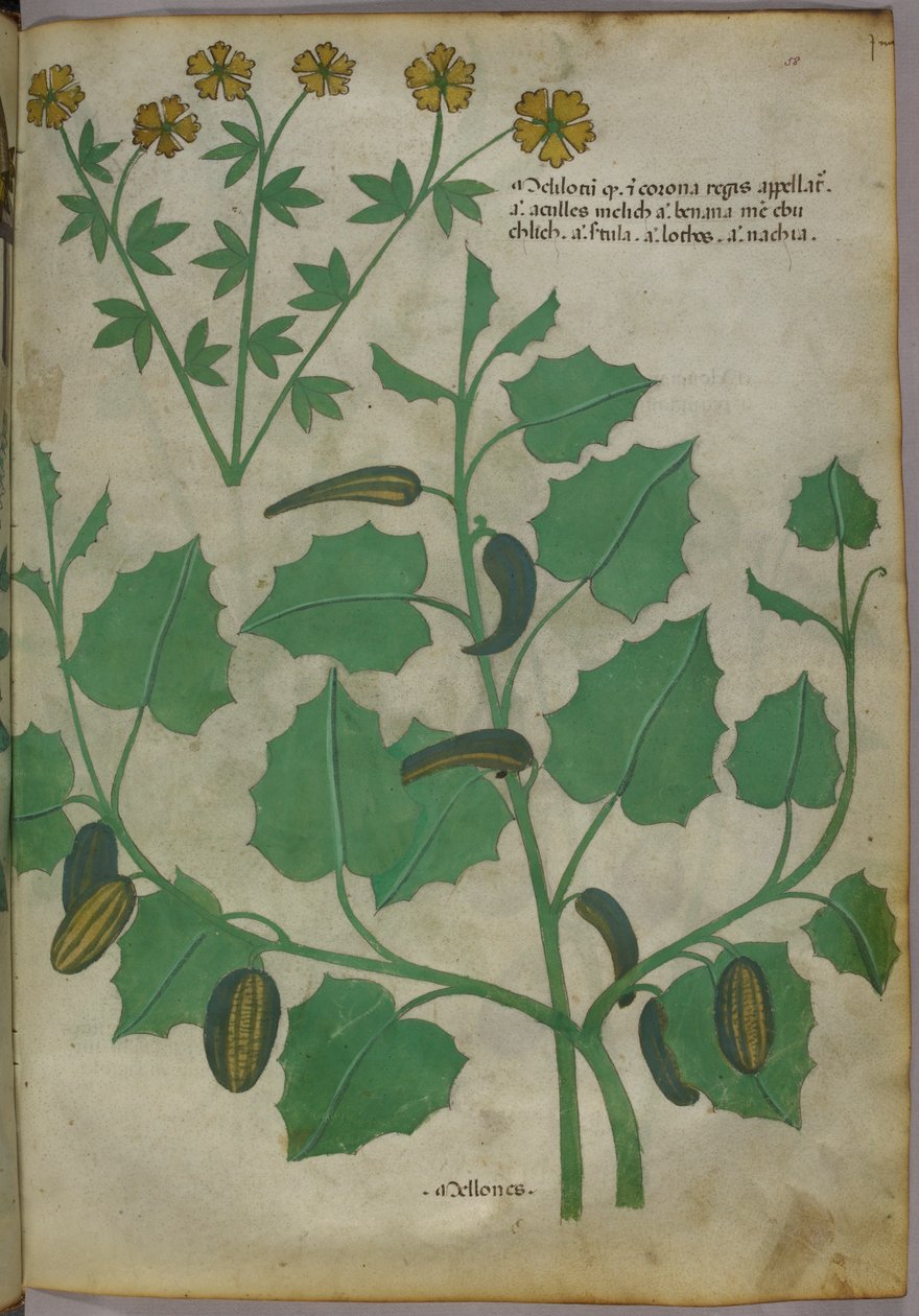 Botanical illustration, c.1440 by Italian School