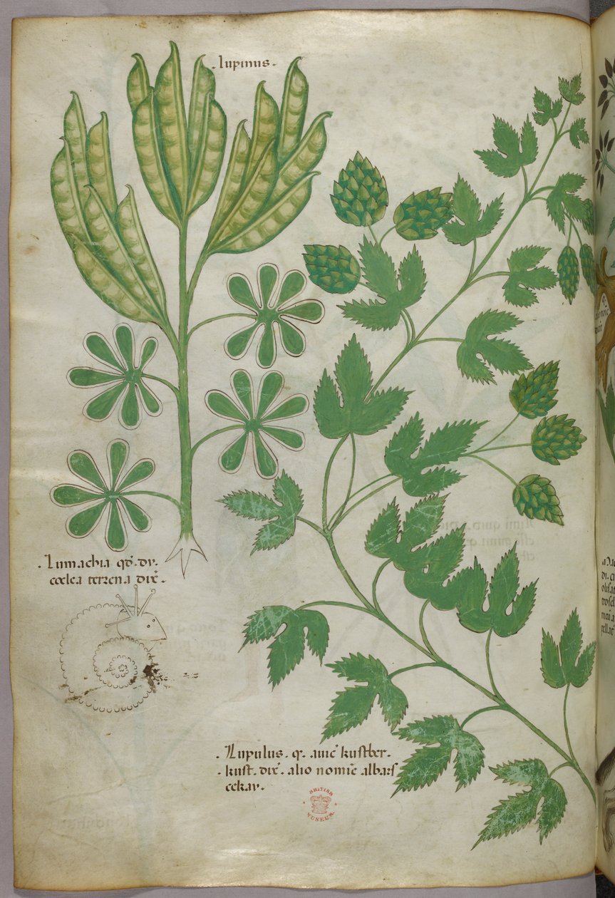 Botanical illustration, c.1440 by Italian School
