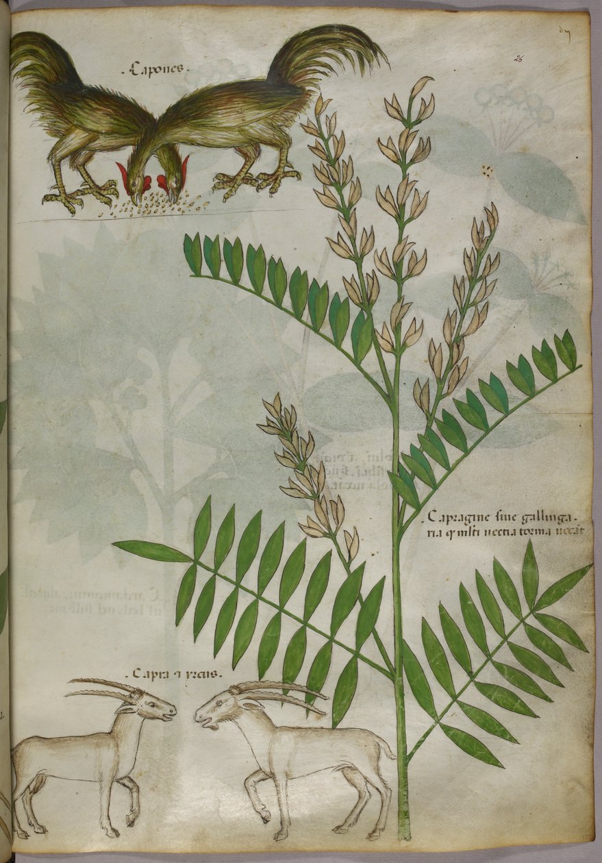 Botanical illustration of a plant, two goats and two birds, c.1440 by Italian School