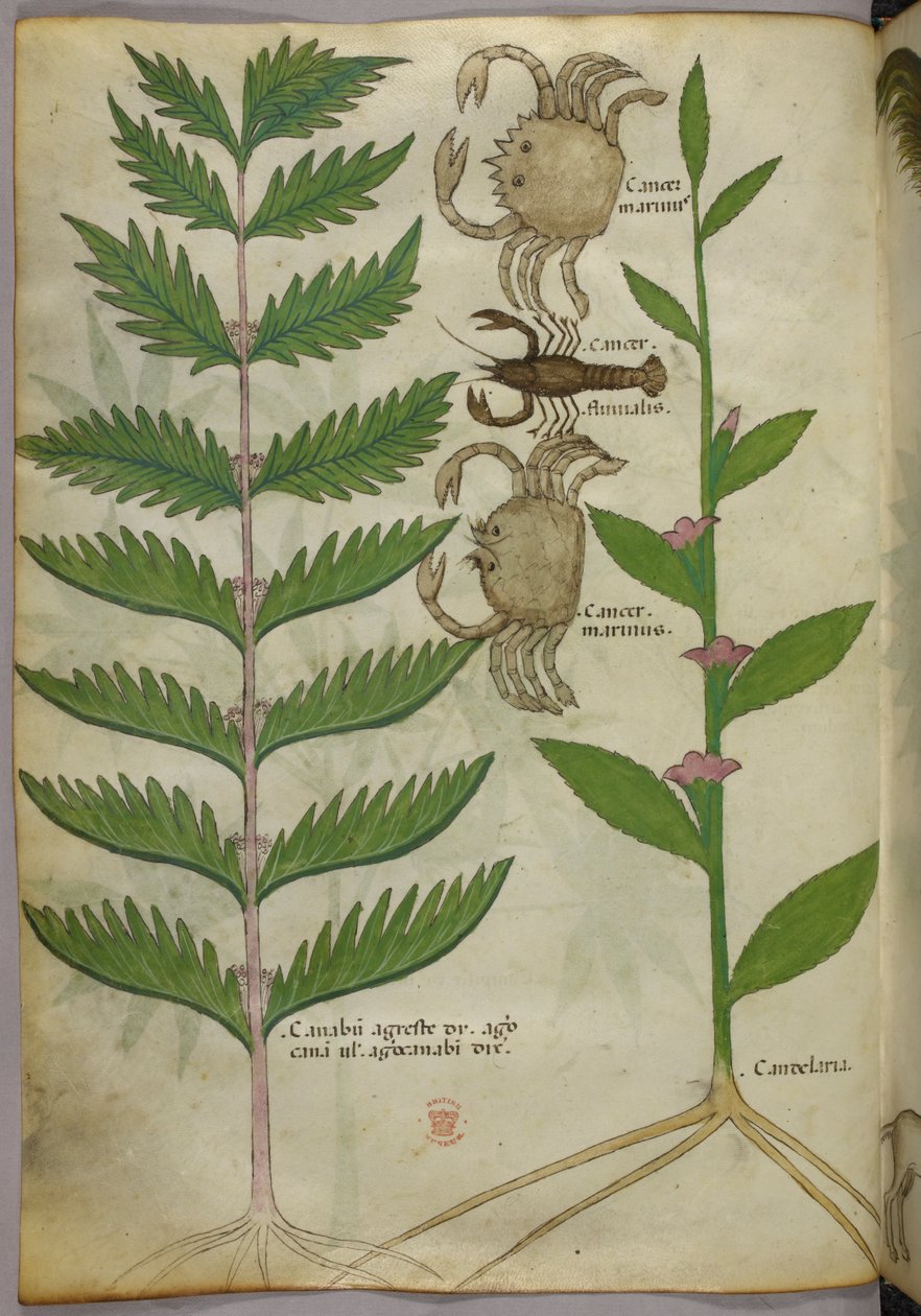 Botanical illustration of crabs and a scorpion, c.1440 by Italian School