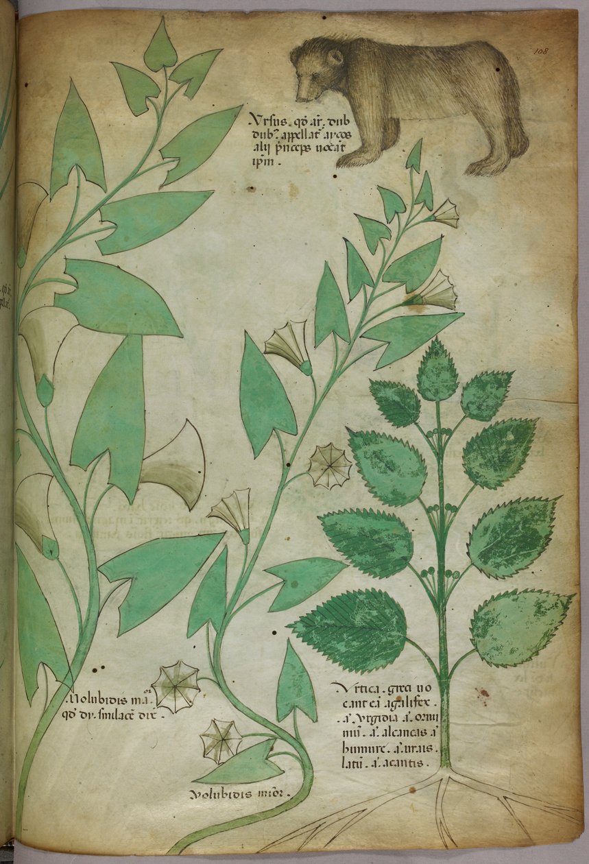 Botanical illustration of plant with a bear, c.1440 by Italian School