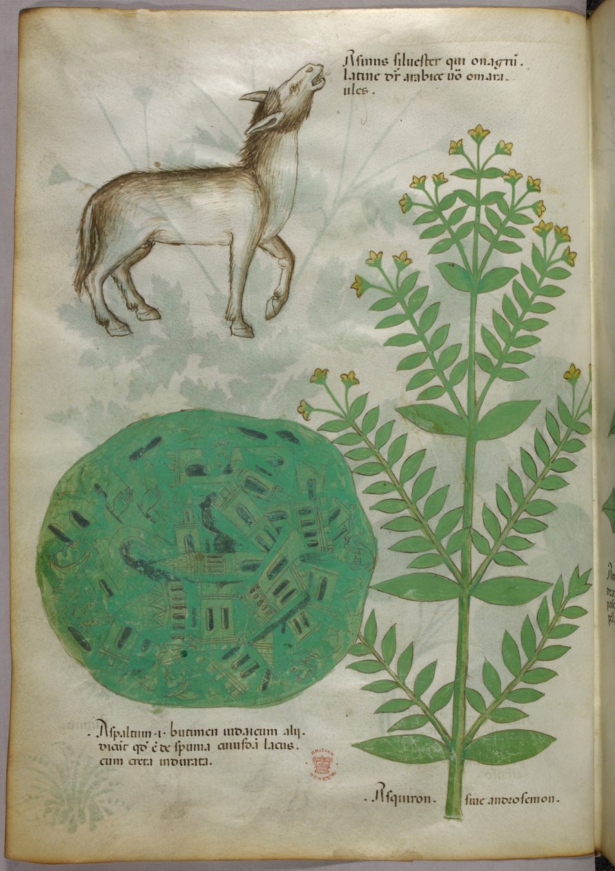 Botanical illustration of plant with horse, c.1440 by Italian School