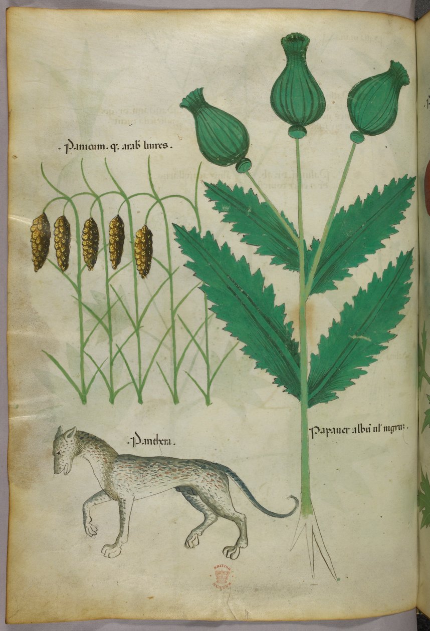 Botanical illustration of plants and a panther by Italian School