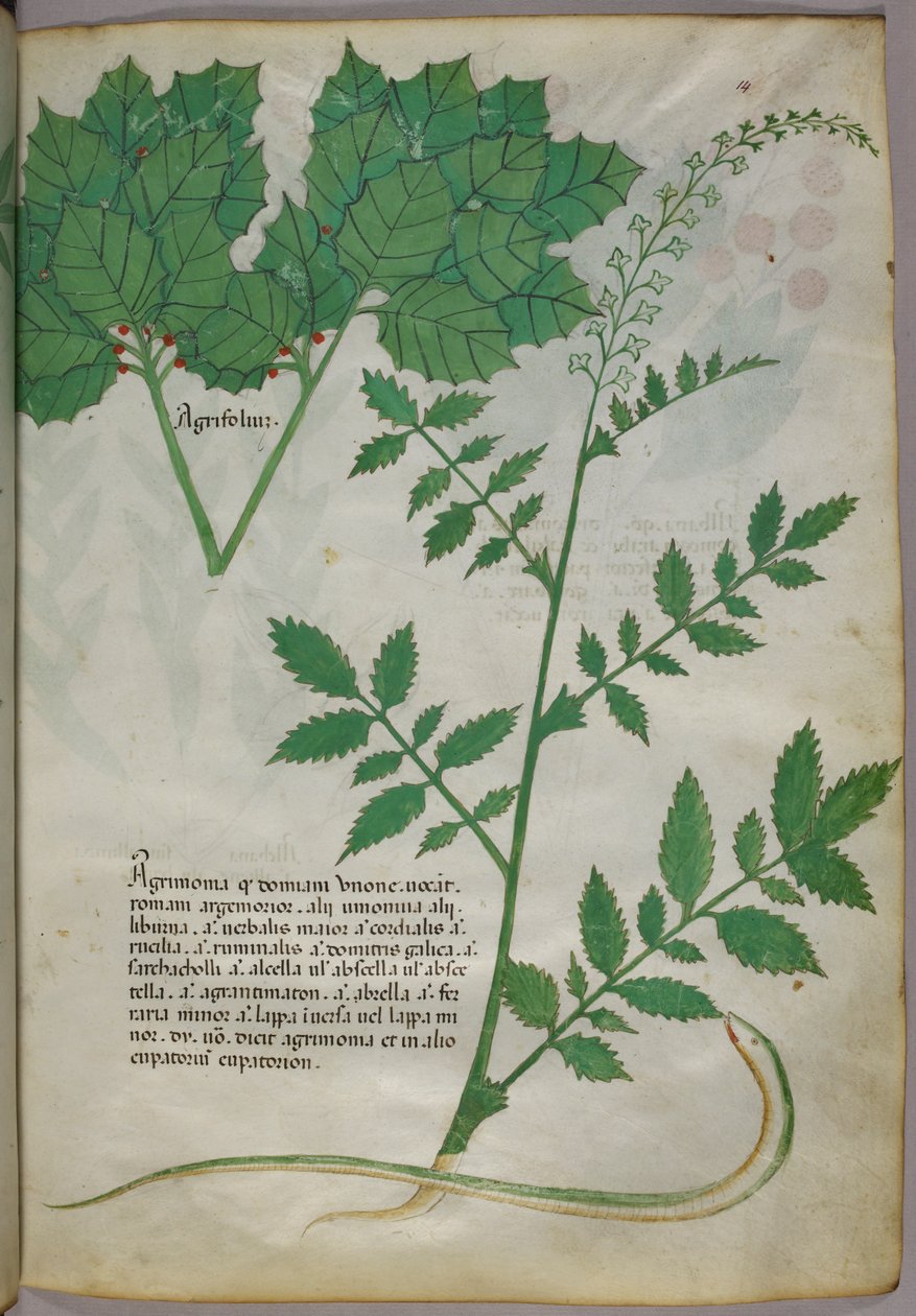 Botanical illustration of plants and a snake, c.1440 by Italian School