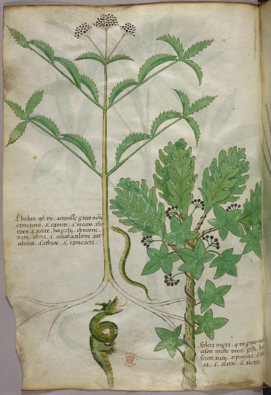 Botanical illustration of plants and a snake, c.1440 by Italian School