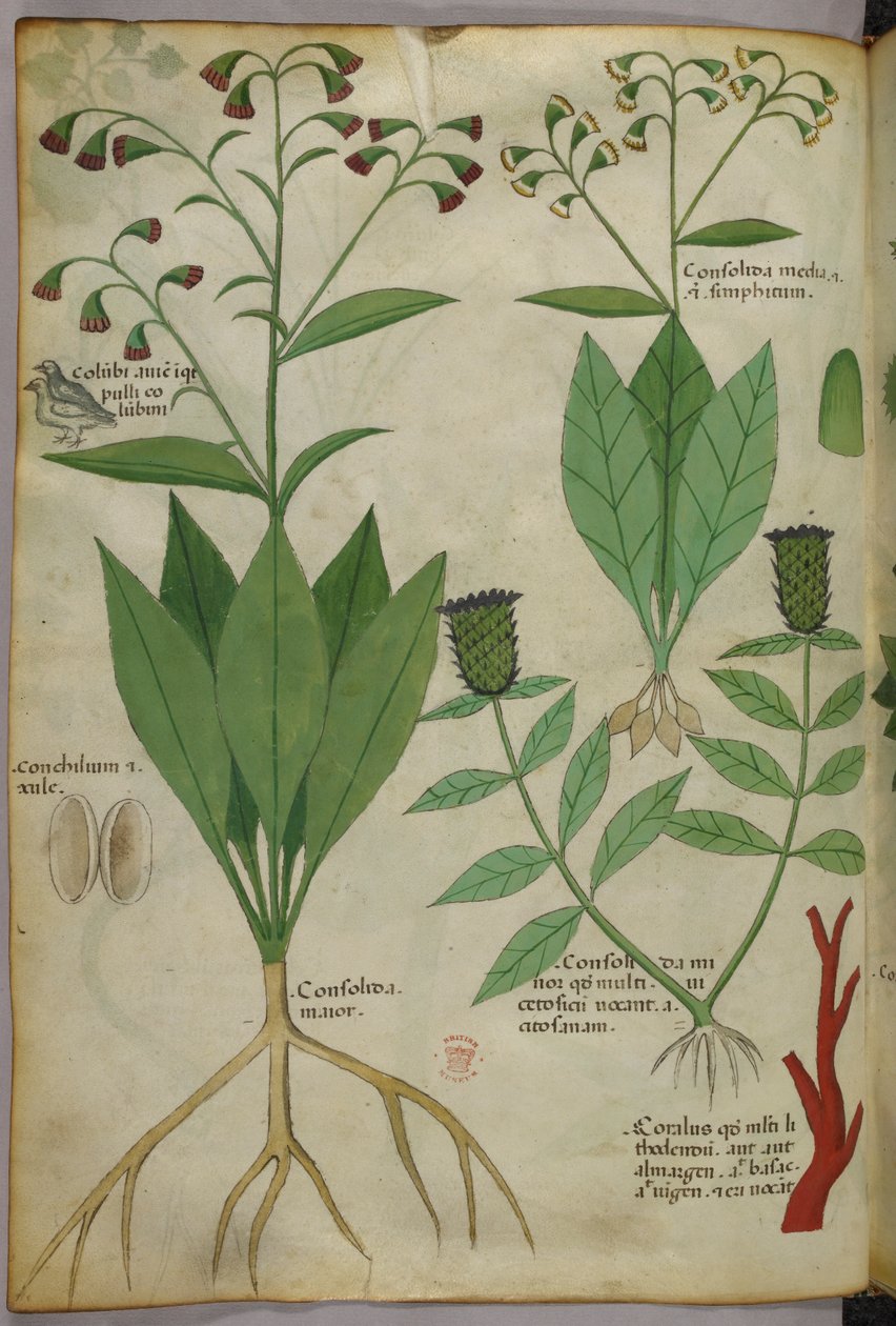 Botanical illustration of plants and coral with a snake and a deer by Italian School