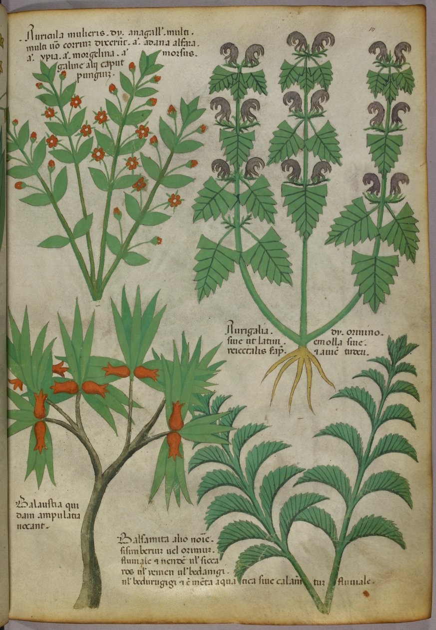 Botanical illustration of plants, c.1440 by Italian School